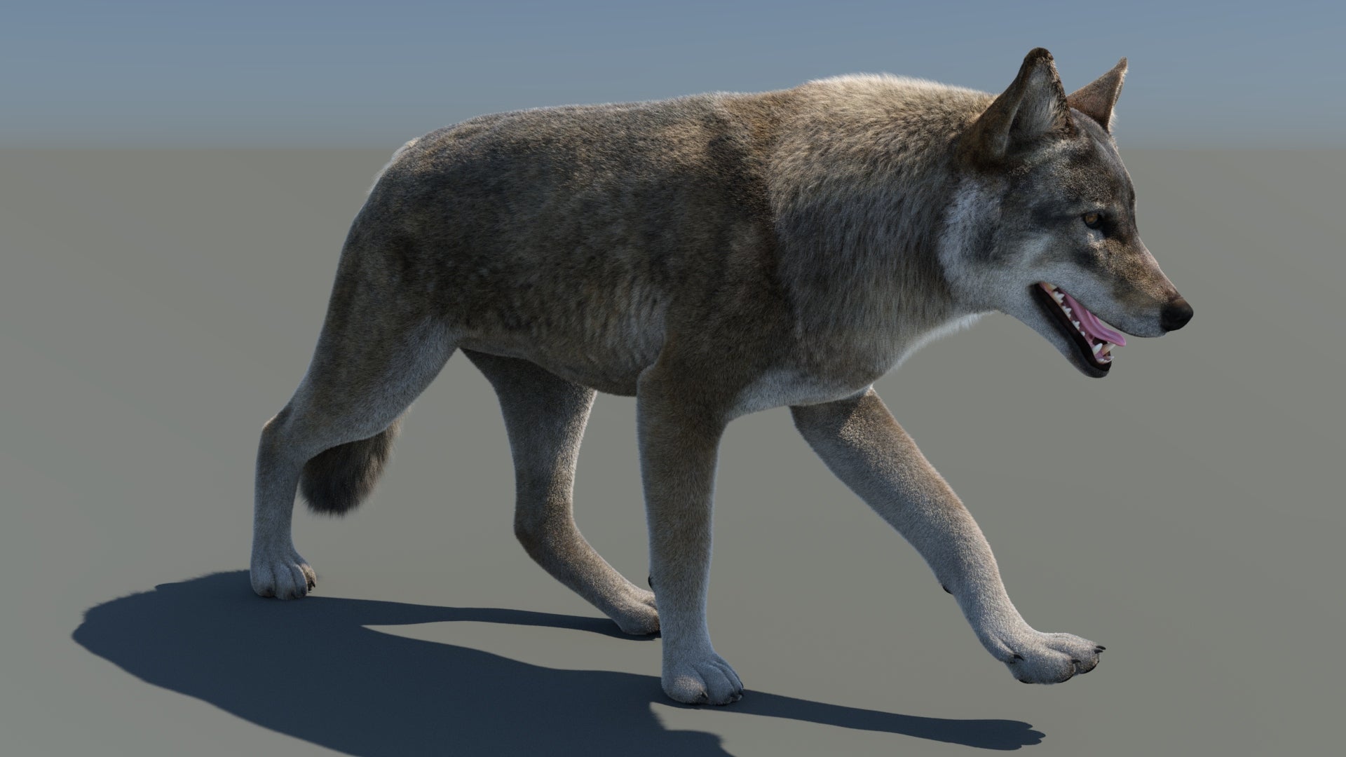 Animated Red Wolf 3D Model with Fur