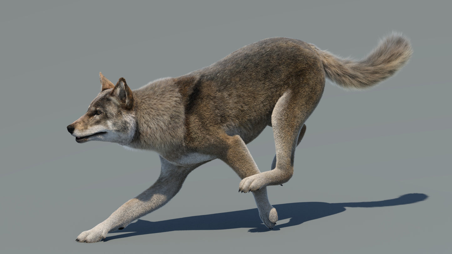Animated Red Wolf 3D Model Fur