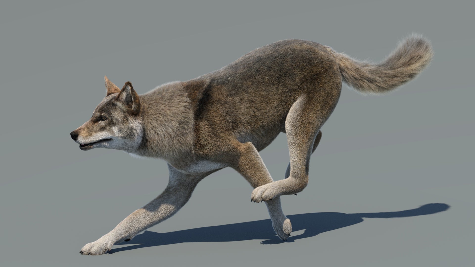 Animated Red Wolf 3D Model with Fur, Running