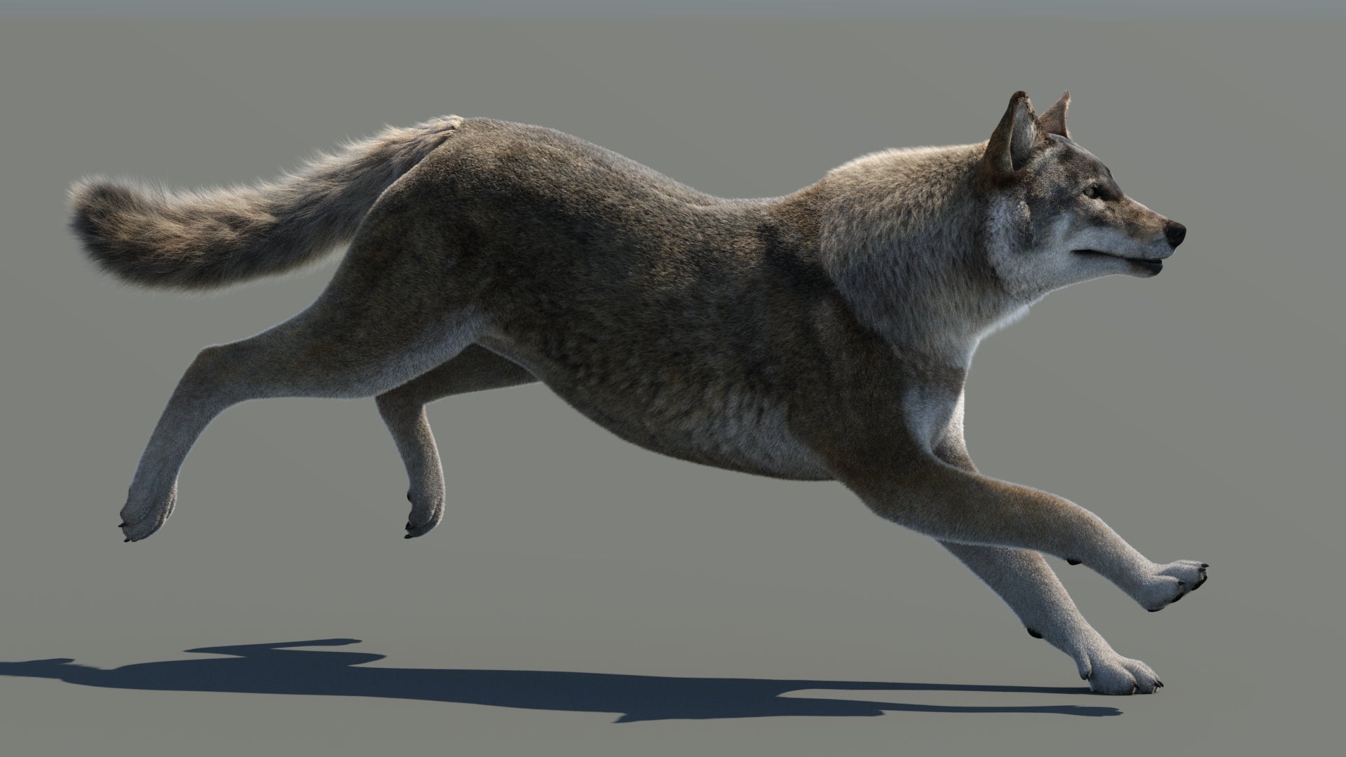 Animated Red Wolf 3D Model with Fur, Running