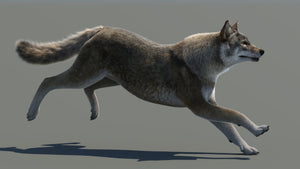 Animated Red Wolf 3D Model with Fur, Running Thumbnail