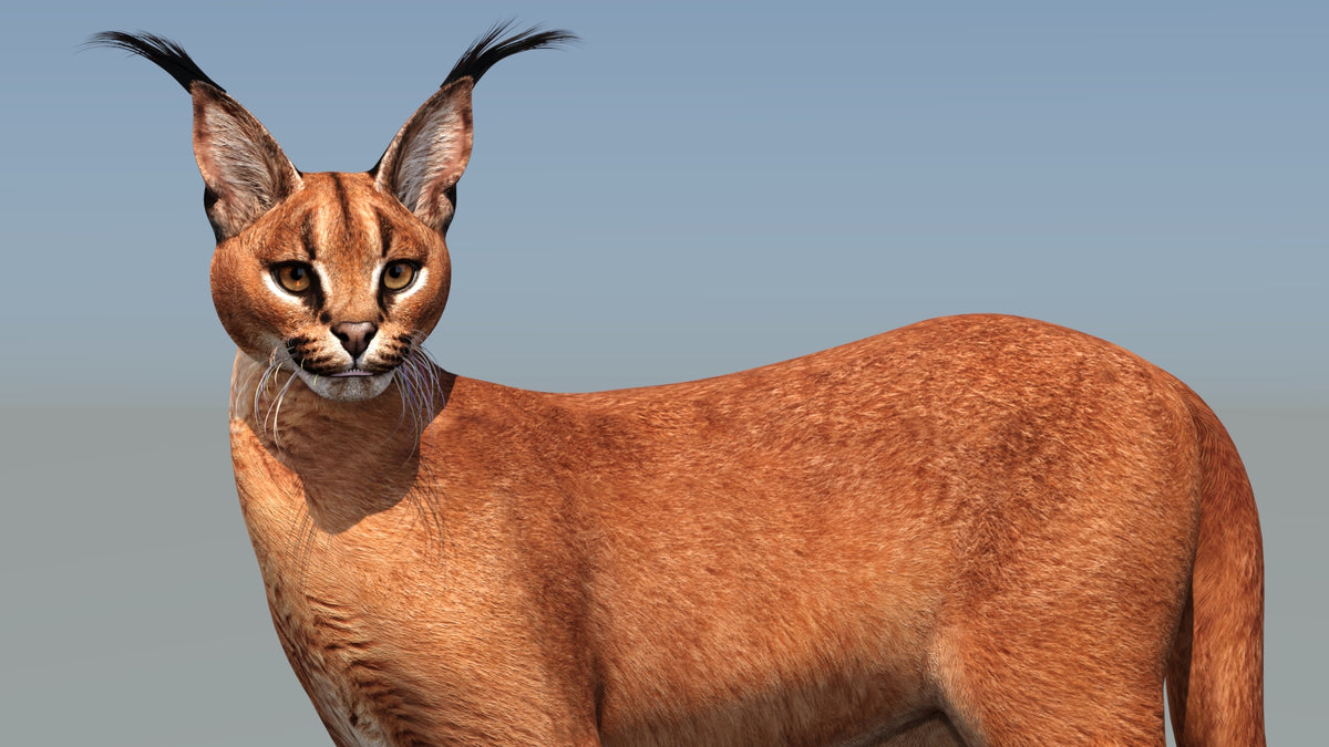 Animated Caracal Cat 3D Model Close Up View