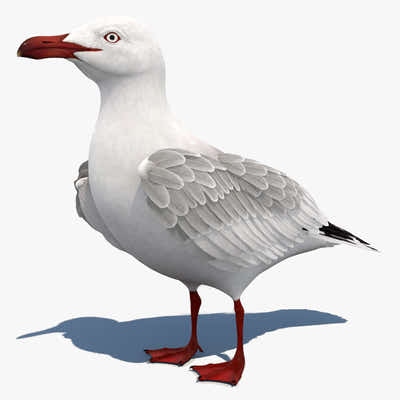Animated Seagull 3D Model