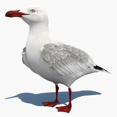 Animated Seagull 3D Model