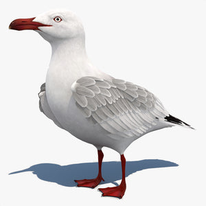 Photorealistic Animated Seagull 3D Model Thumbnail
