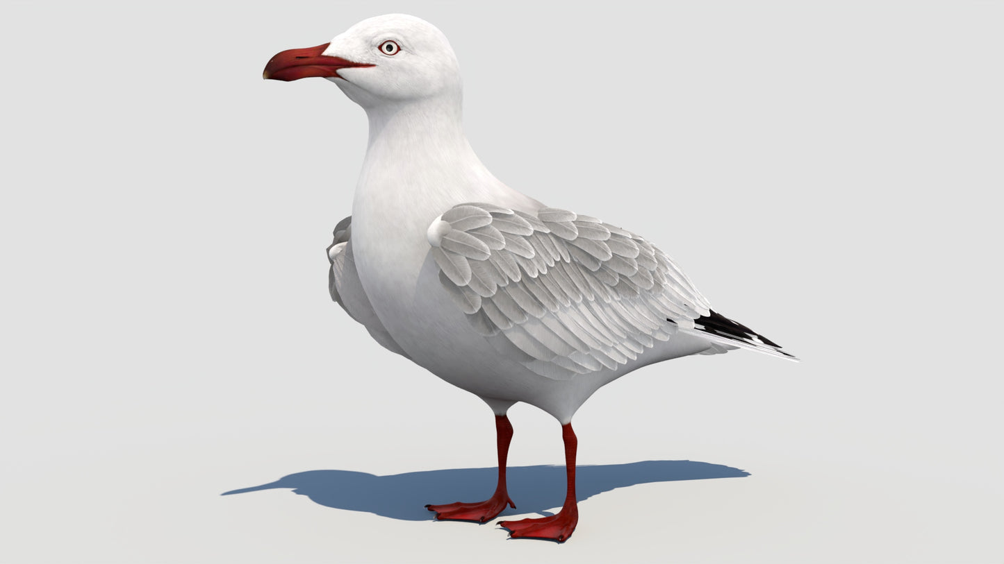 Animated Seagull 3D Model