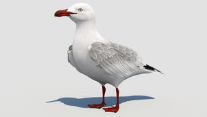 Photorealistic Animated Seagull 3D Model Thumbnail