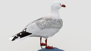 Realistic Seagull 3D Model for Download Thumbnail