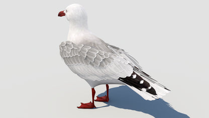 Animated Seagull 3D Model