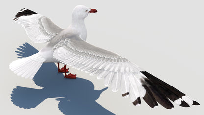 Animated Seagull 3D Model