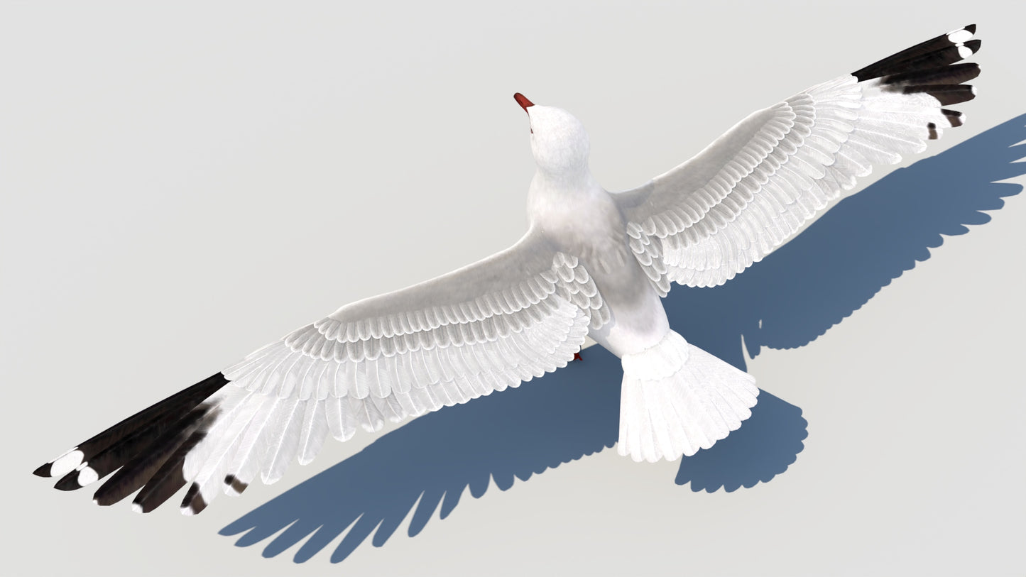Animated Seagull 3D Model