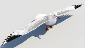 Realistic Seagull 3D Model for Download Thumbnail