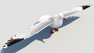 Realistic Seagull 3D Model for Download Thumbnail