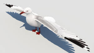 Realistic Seagull 3D Model for Download Thumbnail