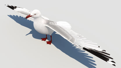 Animated Seagull 3D Model
