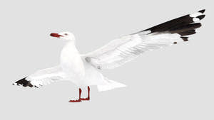 Realistic Seagull 3D Model for Download Thumbnail