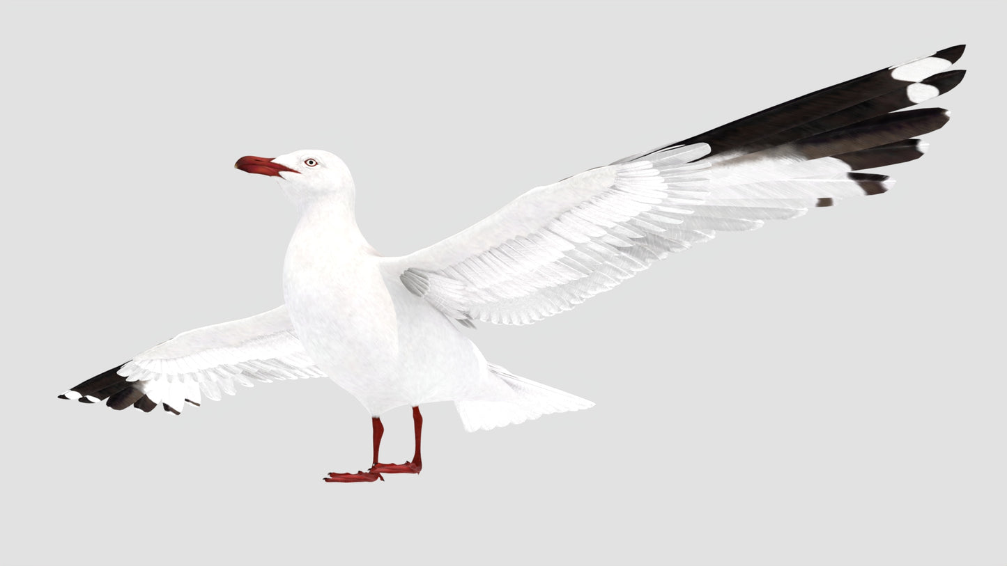 Animated Seagull 3D Model