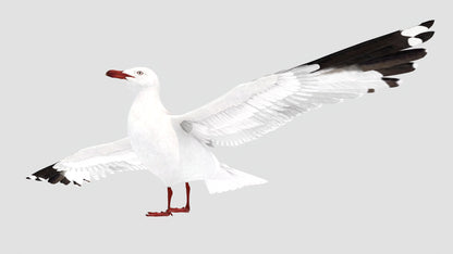 Animated Seagull 3D Model