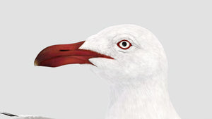 Realistic Seagull 3D Model for Download Thumbnail