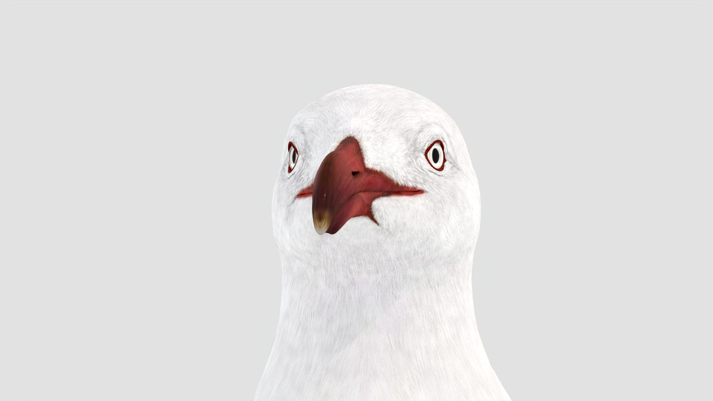 Animated Seagull 3D Model