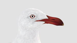 Realistic Seagull 3D Model for Download Thumbnail