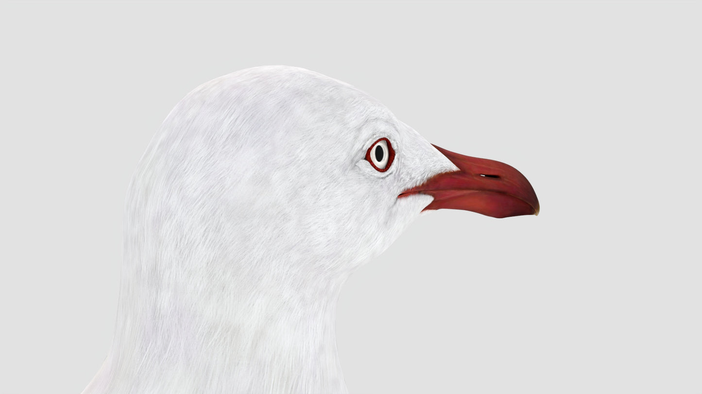 Animated Seagull 3D Model
