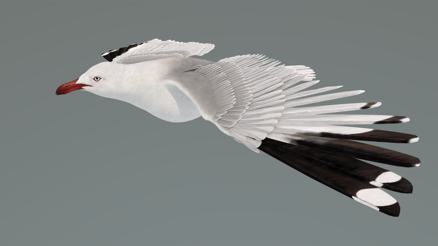 Animated Seagull 3D Model