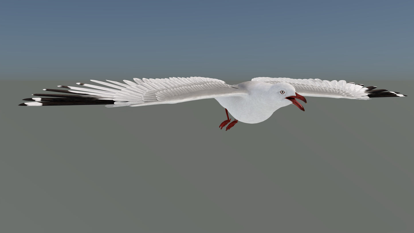 Animated Seagull 3D Model
