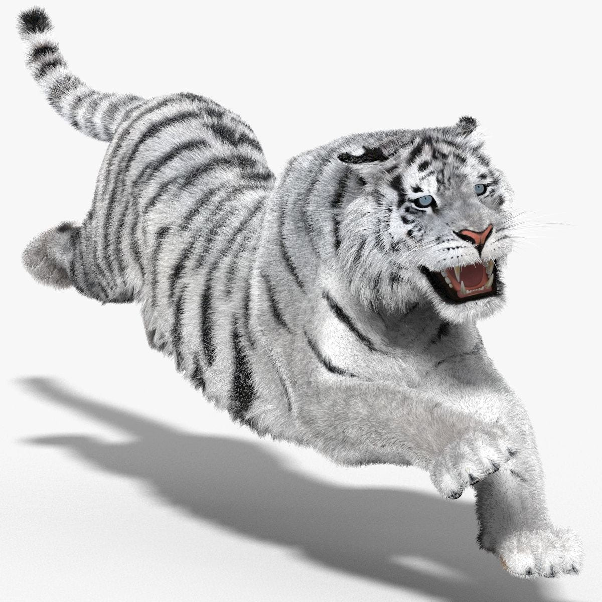Animated Siberian white tiger 3D model with groomed Hair and Fur