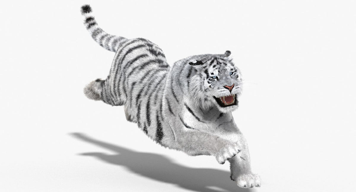 Siberian white tiger 3D model side view, fur groom detail