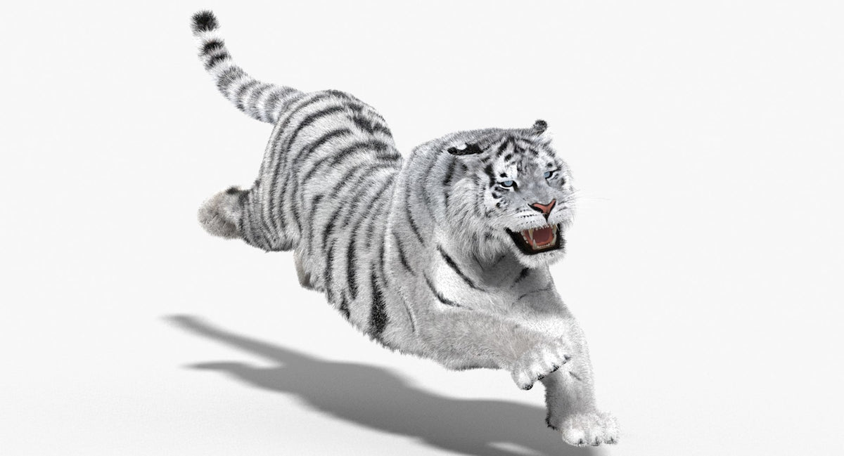 Siberian white tiger 3D model side view, fur groom detail