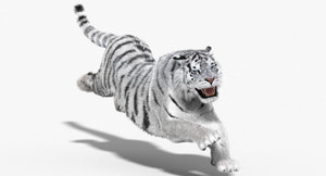 Animated Siberian White Tiger 3D Model with Fur Thumbnail