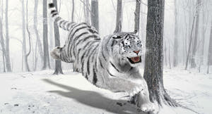 Animated white tiger 3D model front view with fur Thumbnail
