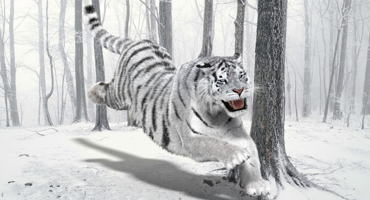 Animated white tiger 3D model front view with fur