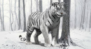 Animated Siberian White Tiger 3D Model with Fur Thumbnail