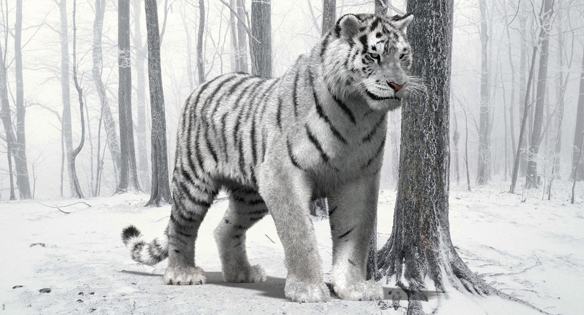 Animated Siberian White Tiger 3D Model with Fur