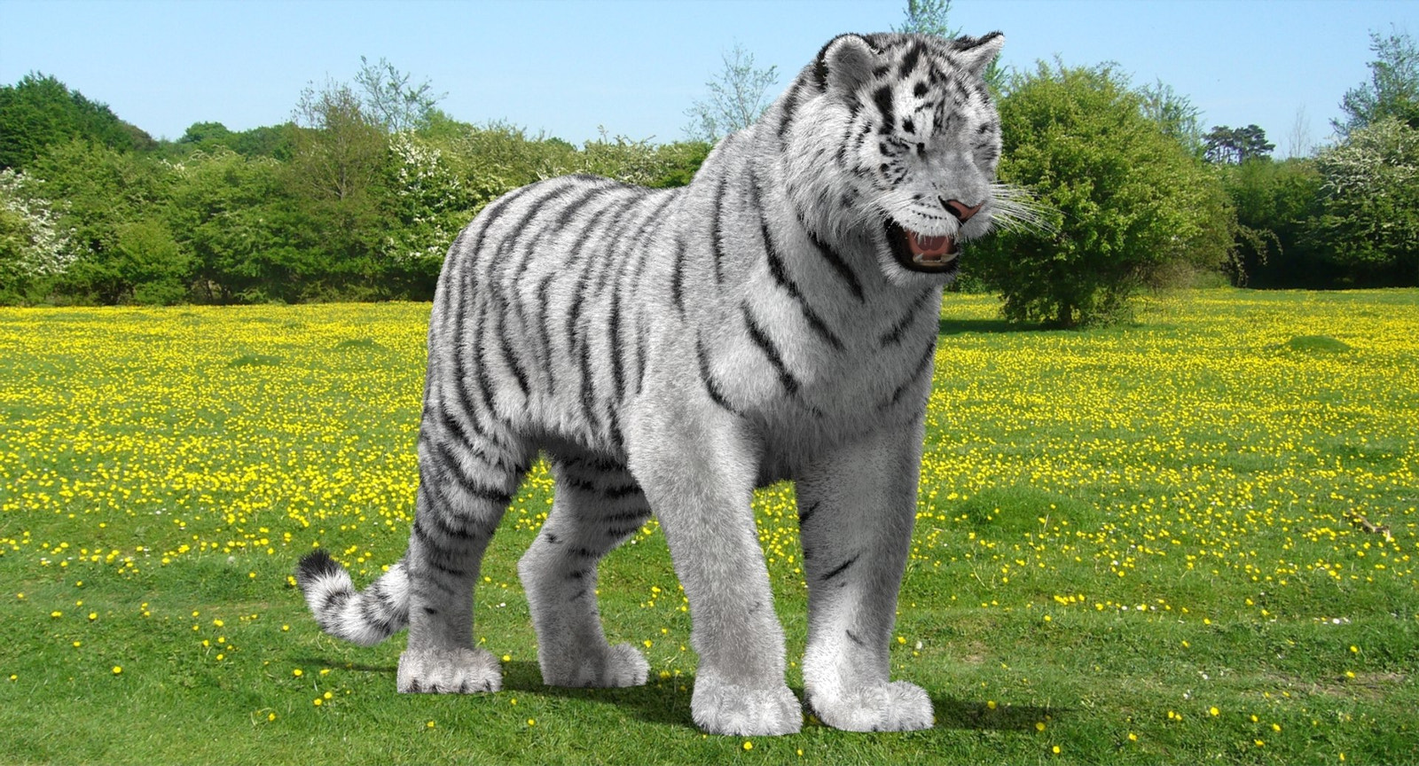 Animated Siberian White Tiger 3D Model with Fur