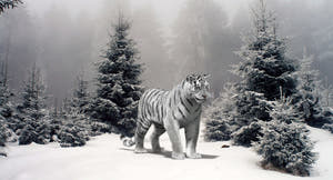 Animated Siberian White Tiger 3D Model with Fur Thumbnail