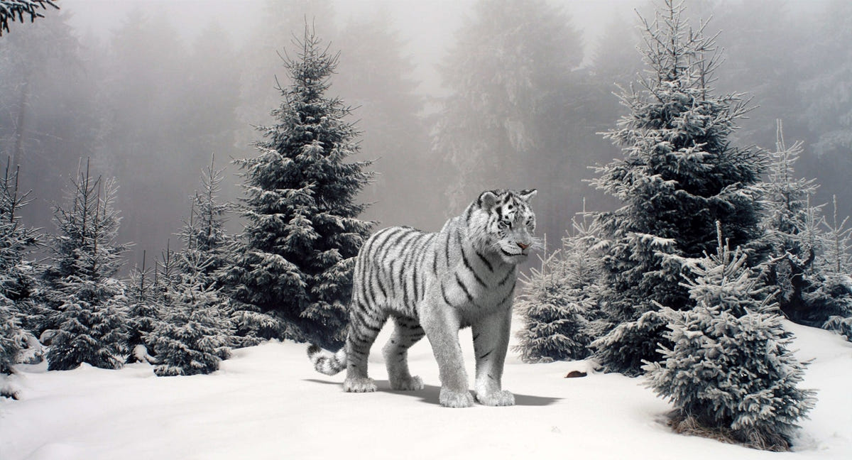 Animated Siberian White Tiger 3D Model with Fur