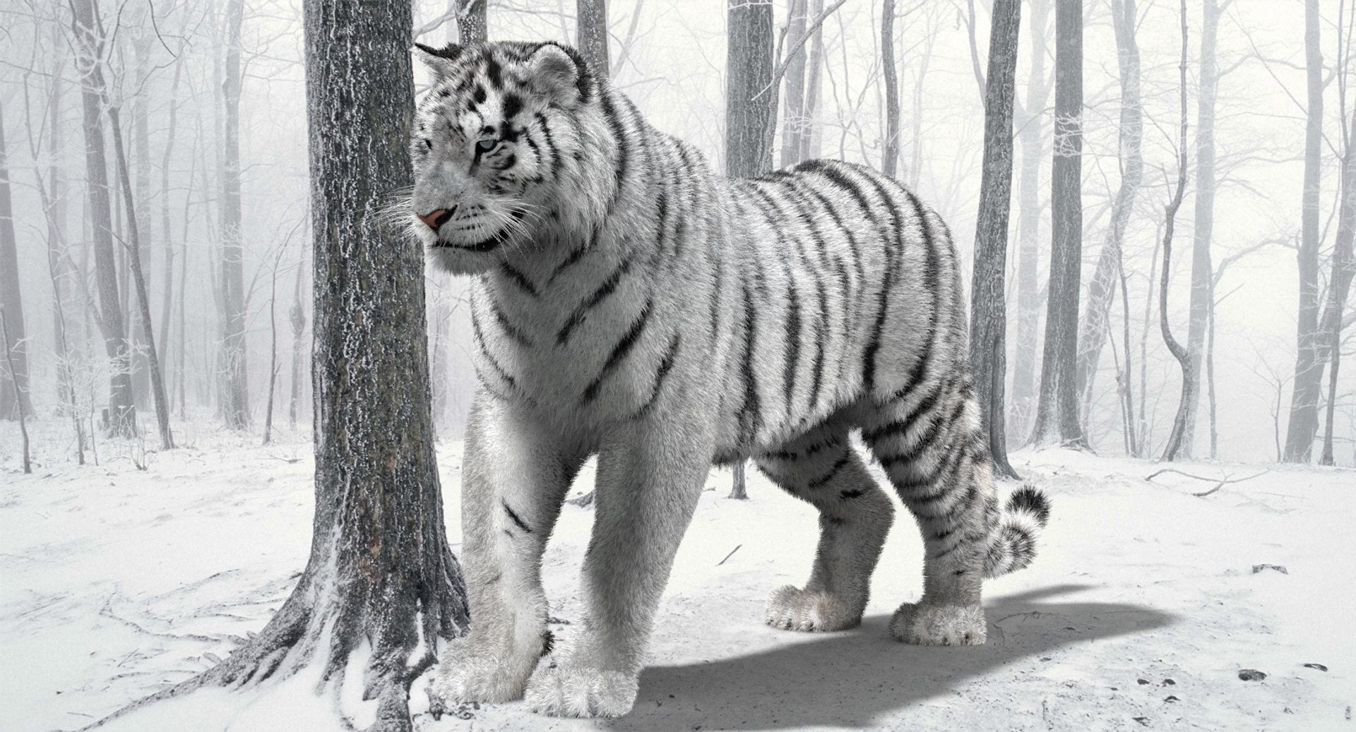 Animated Siberian White Tiger 3D Model with Fur