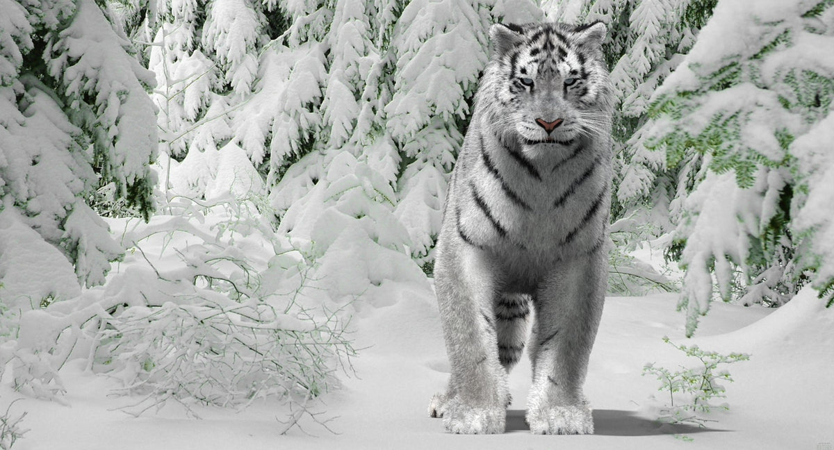 Animated Siberian White Tiger 3D Model with Fur