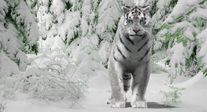 Animated Siberian White Tiger 3D Model with Fur Thumbnail