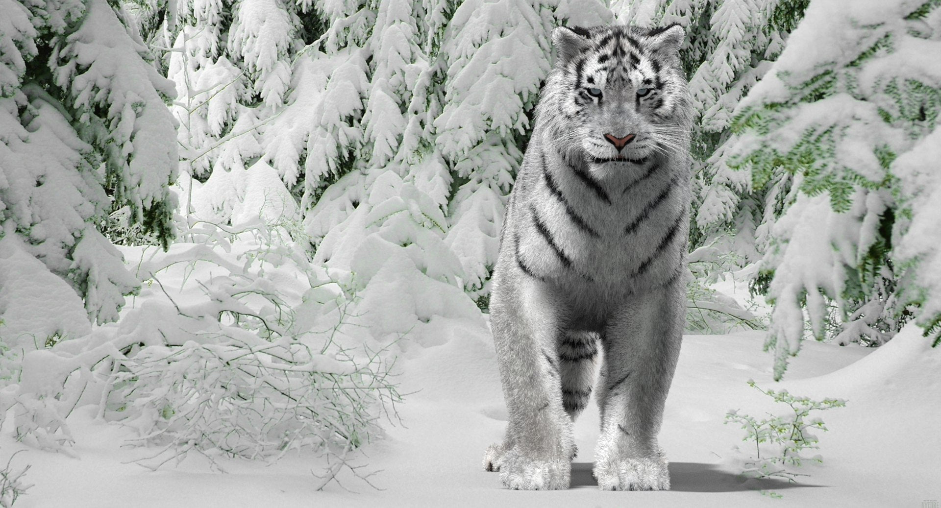 Animated Siberian White Tiger 3D Model with Fur