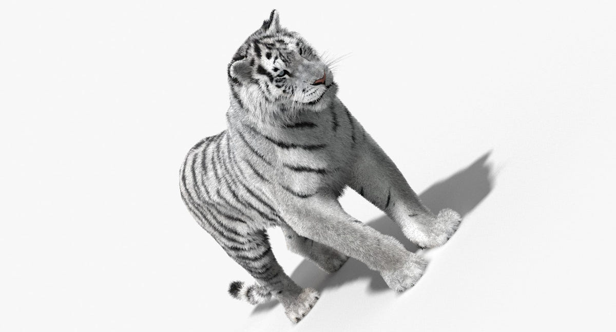 Animated Siberian White Tiger 3D Model with Fur