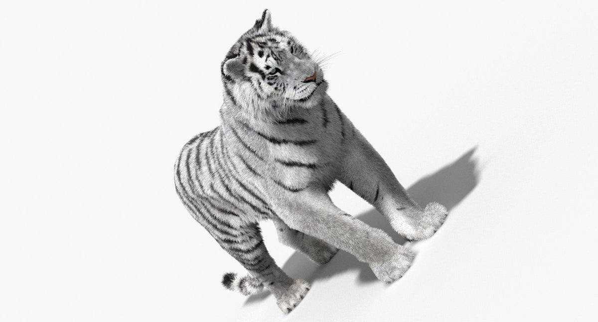 Animated Siberian White Tiger 3D Model with Fur