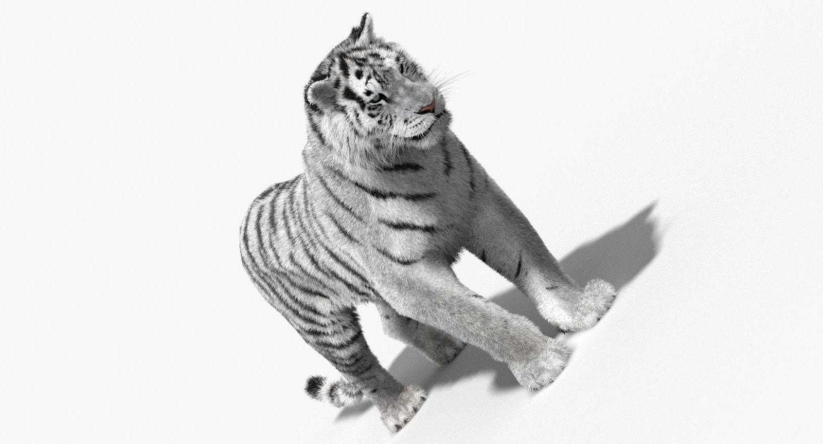 Animated Siberian White Tiger 3D Model with Fur