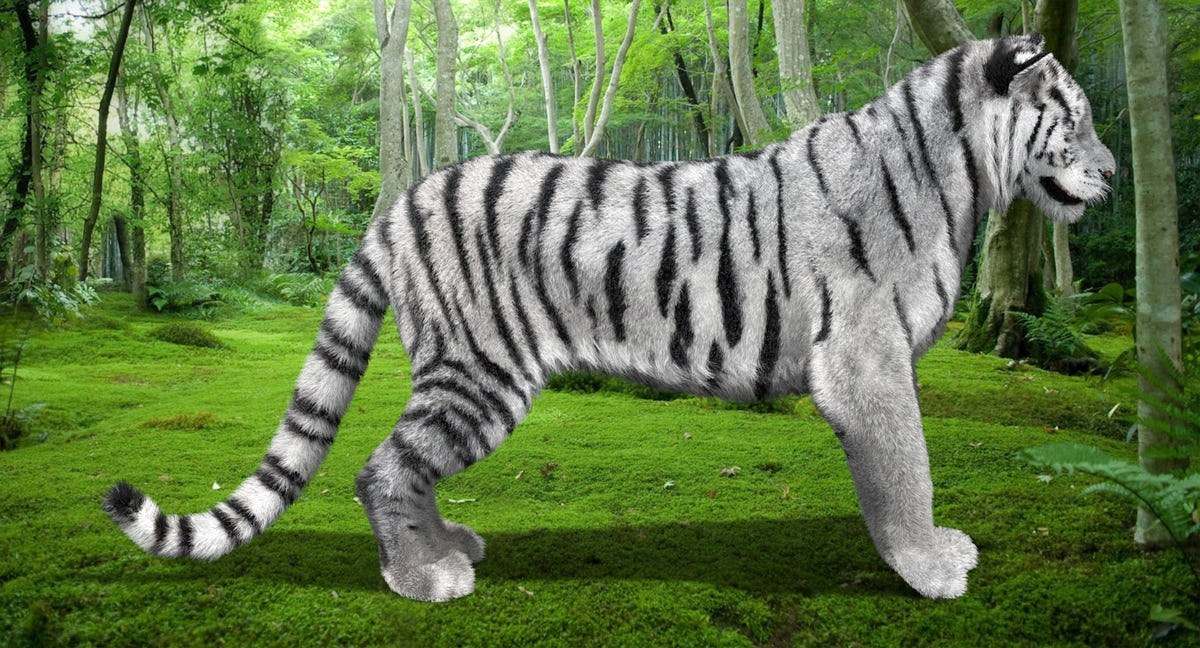 Animated Siberian White Tiger 3D Model with Fur