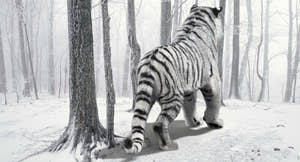 Animated Siberian White Tiger 3D Model with Fur Thumbnail