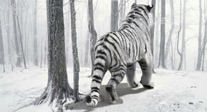 Animated Siberian White Tiger 3D Model with Fur Thumbnail