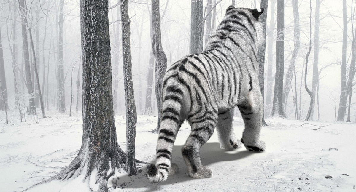 Animated Siberian White Tiger 3D Model with Fur